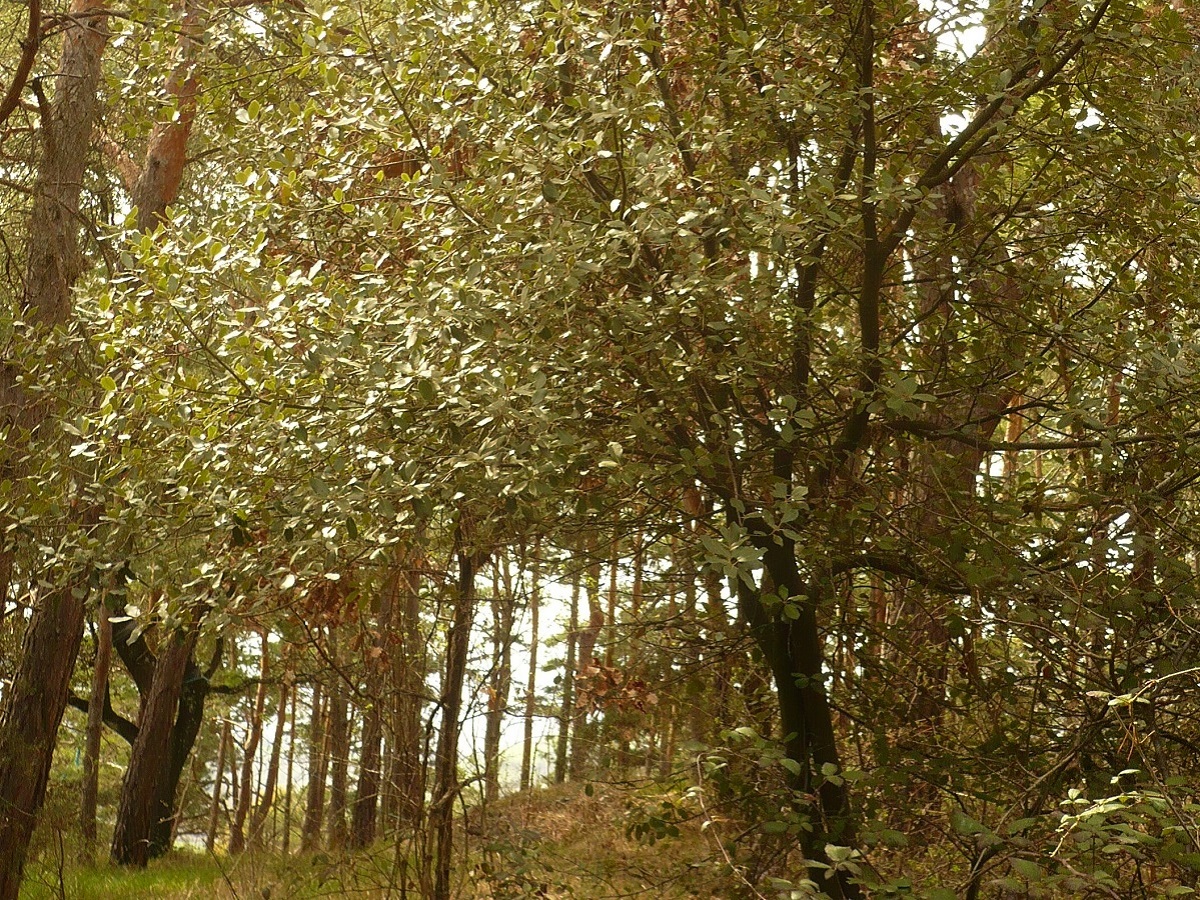Quercus ilex (Fagaceae)